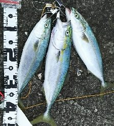 ショアジギング