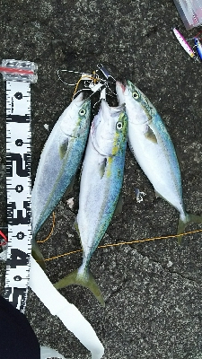 ショアジギング