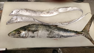 連日大にぎわい！