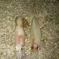 新子が釣れない❗