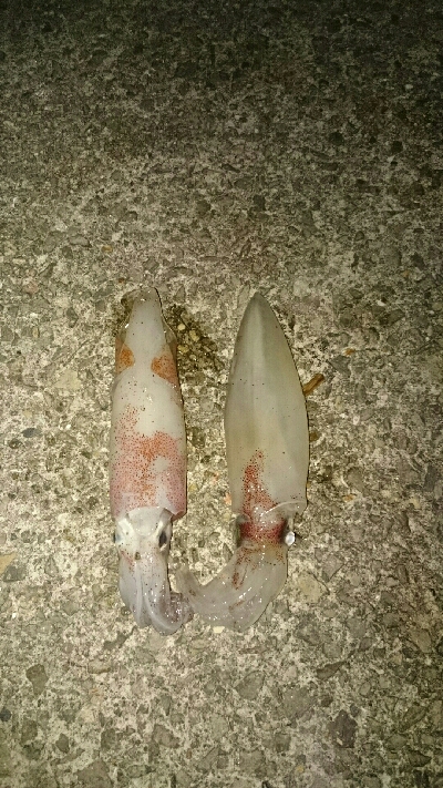 新子が釣れない❗