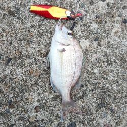 気がついたら釣れてたw