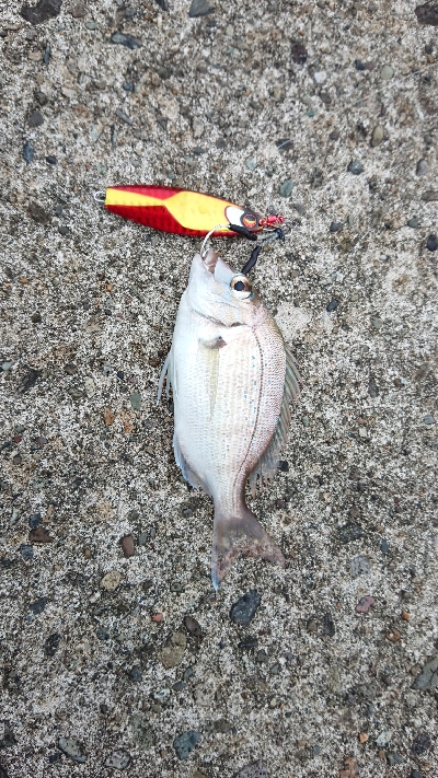 気がついたら釣れてたw