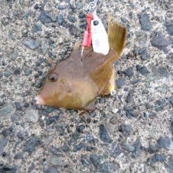 めっちゃ引く  シオ