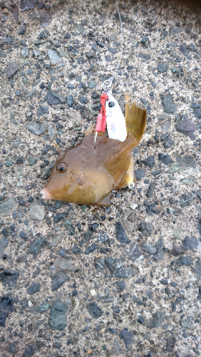 めっちゃ引く  シオ