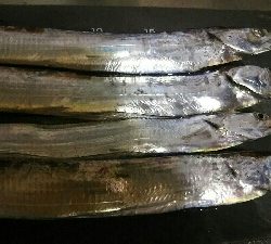 仕事帰りに様子見に