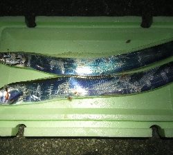 タチウオ・アジ