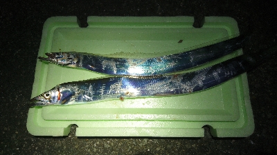 タチウオ・アジ