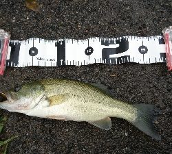 15年ぶりのバス