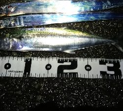 タチウオ・サゴシ