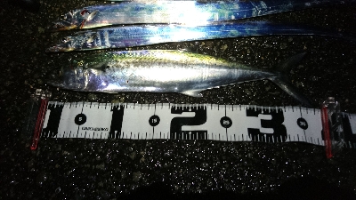 タチウオ・サゴシ