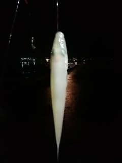 キス、真鯛、オオモンハタ