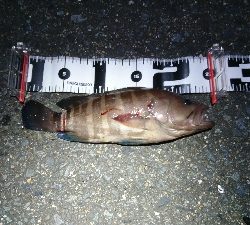 タチウオ・ハタ