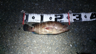 タチウオ・ハタ