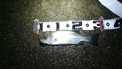 セイゴ・タチウオ