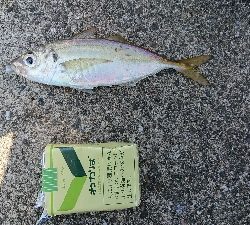 アジング&エサ釣り