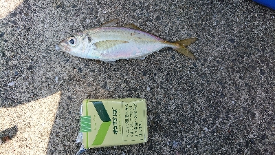 アジング&エサ釣り