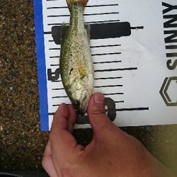 子バッチーパラダイス