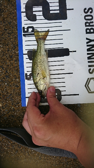 子バッチーパラダイス