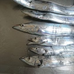 タチウオ サイズアップ