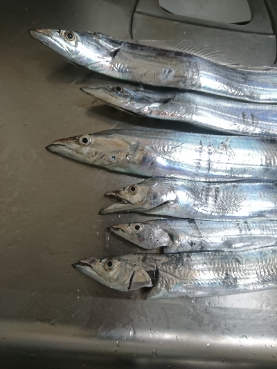 タチウオ サイズアップ