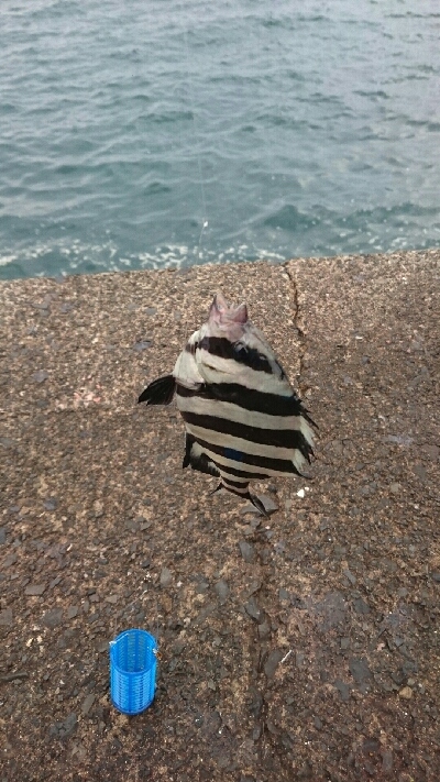 新港にかぎって…