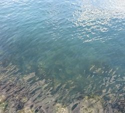 台風直後のイカ調査