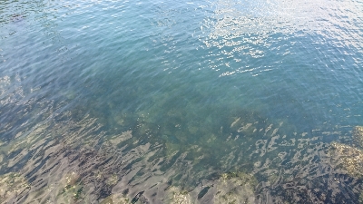 台風直後のイカ調査