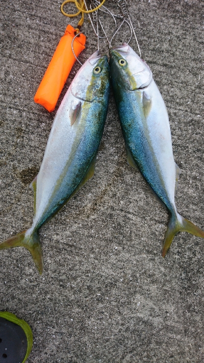 久しぶりのハマチ