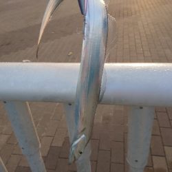 まったりと釣り