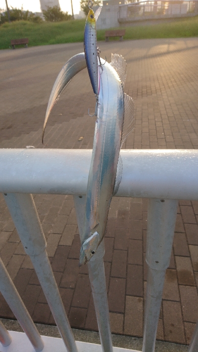 まったりと釣り