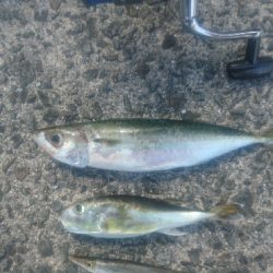 須崎市野見漁港ライトショアジギング