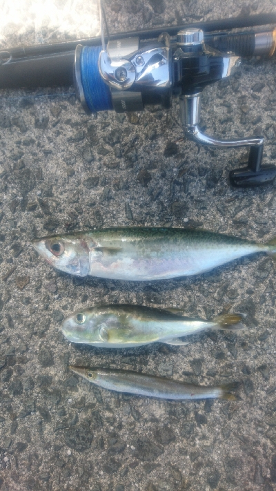 須崎市野見漁港ライトショアジギング