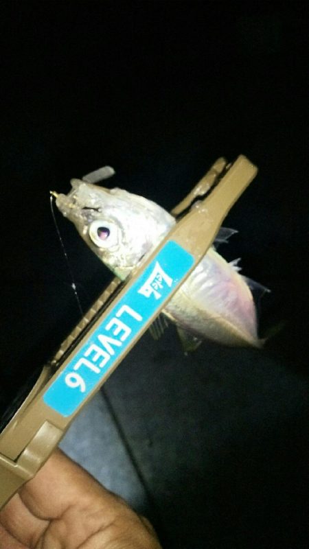 豆アジングでええメバル