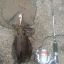 秋イカエギング