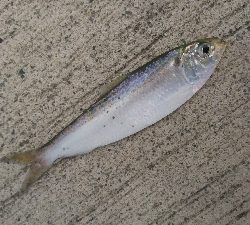 那珂湊遠征 サビキで五目釣り