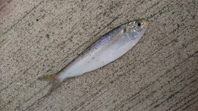 那珂湊遠征 サビキで五目釣り