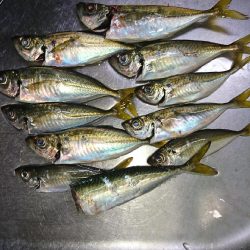 デカあじはどこに！