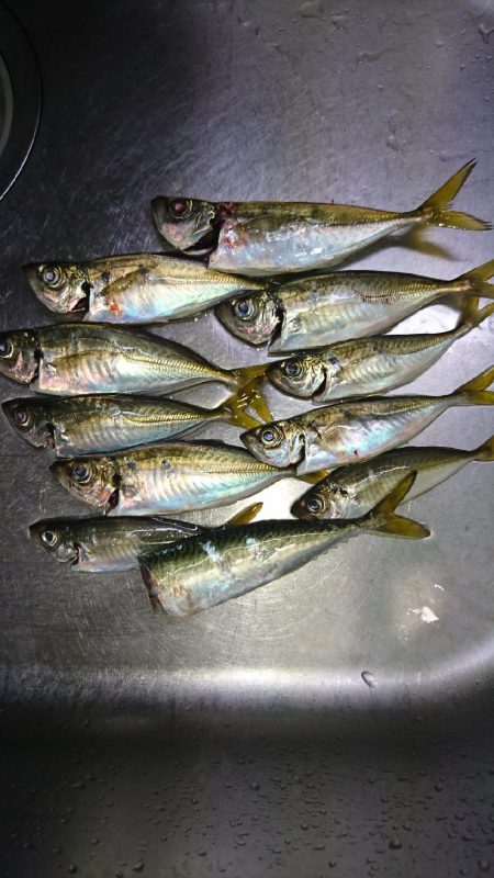 デカあじはどこに！