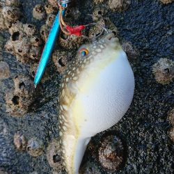 久しぶりの磯歩き(笑)