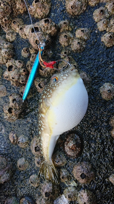 久しぶりの磯歩き(笑)