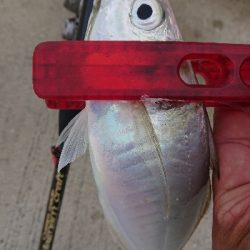 何とか5本釣れました(￣ω￣;)