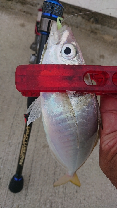 何とか5本釣れました(￣ω￣;)