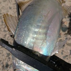 デカアジ確保！