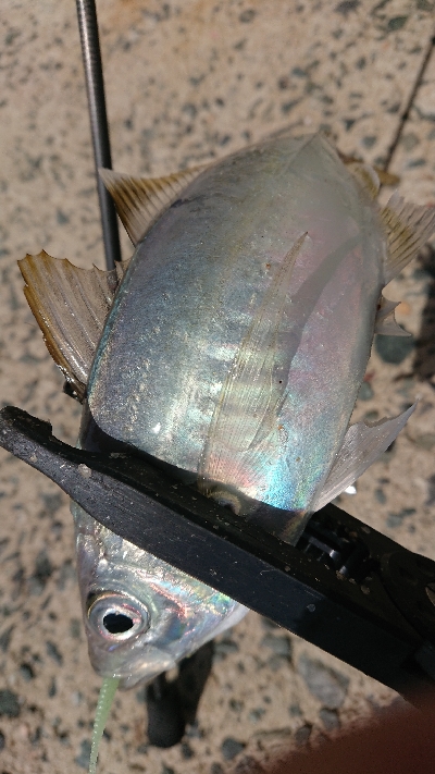 デカアジ確保！