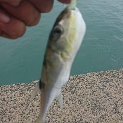 アジングにサゴシヒット