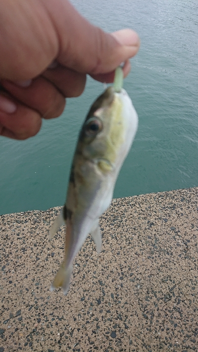 アジングにサゴシヒット