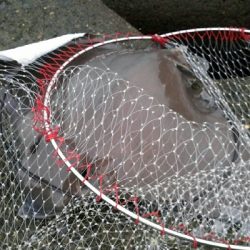 貴重なジアイ中に