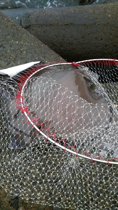 貴重なジアイ中に