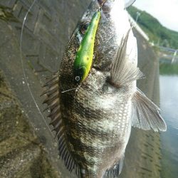 今日の釣果